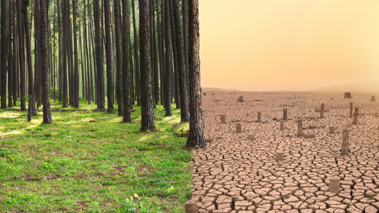 How Many Trees Are in the World Today vs 100 Years Ago?