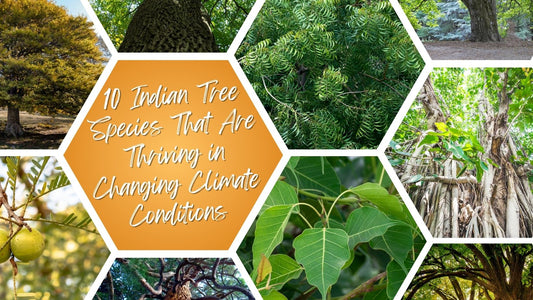 10 Indian Tree Species That Are Thriving in Changing Climate Conditions