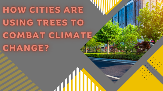 How Cities Are Using Trees to Combat Climate Change?