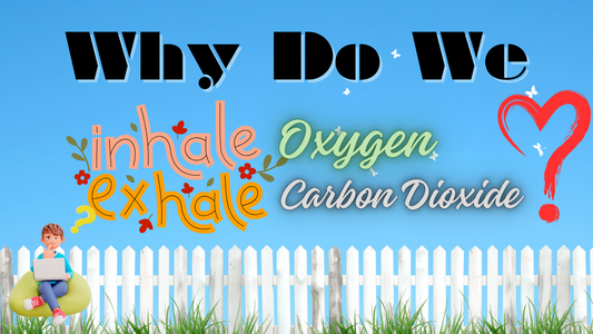 Why do we breathe in oxygen and breathe out carbon dioxide